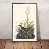 Braunbrustdrossel von John James Audubon 1827 