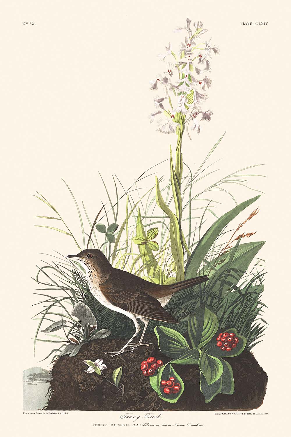 Tawny Thrush by John James Audubon 1827