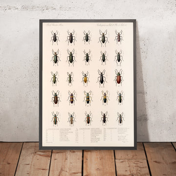 A framed image of 