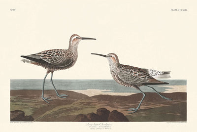 Langbeinigem Sandpiper von John James Audubon, 1827 