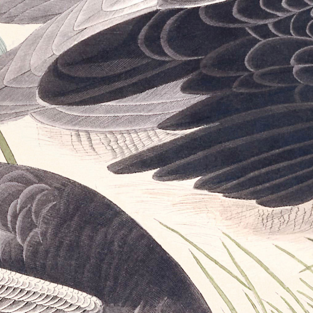 Semipalmated Snipe, or Willet by John James Audubon, 1827