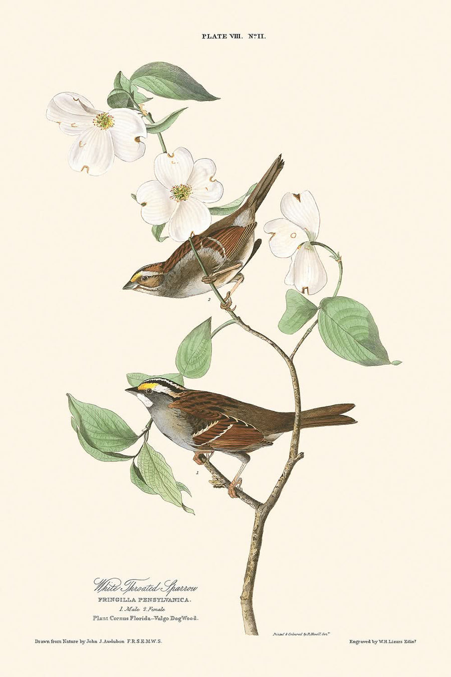 Passero dal collare bianco di John James Audubon, 1827 