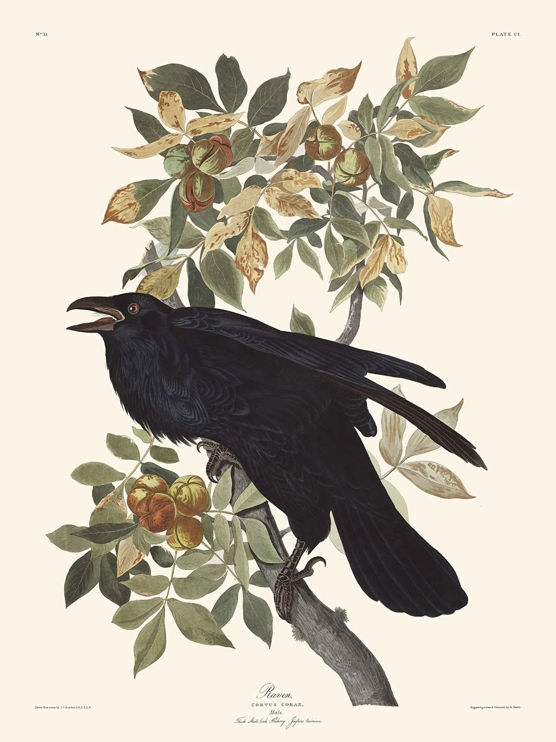 Raven by John James Audubon, 1827