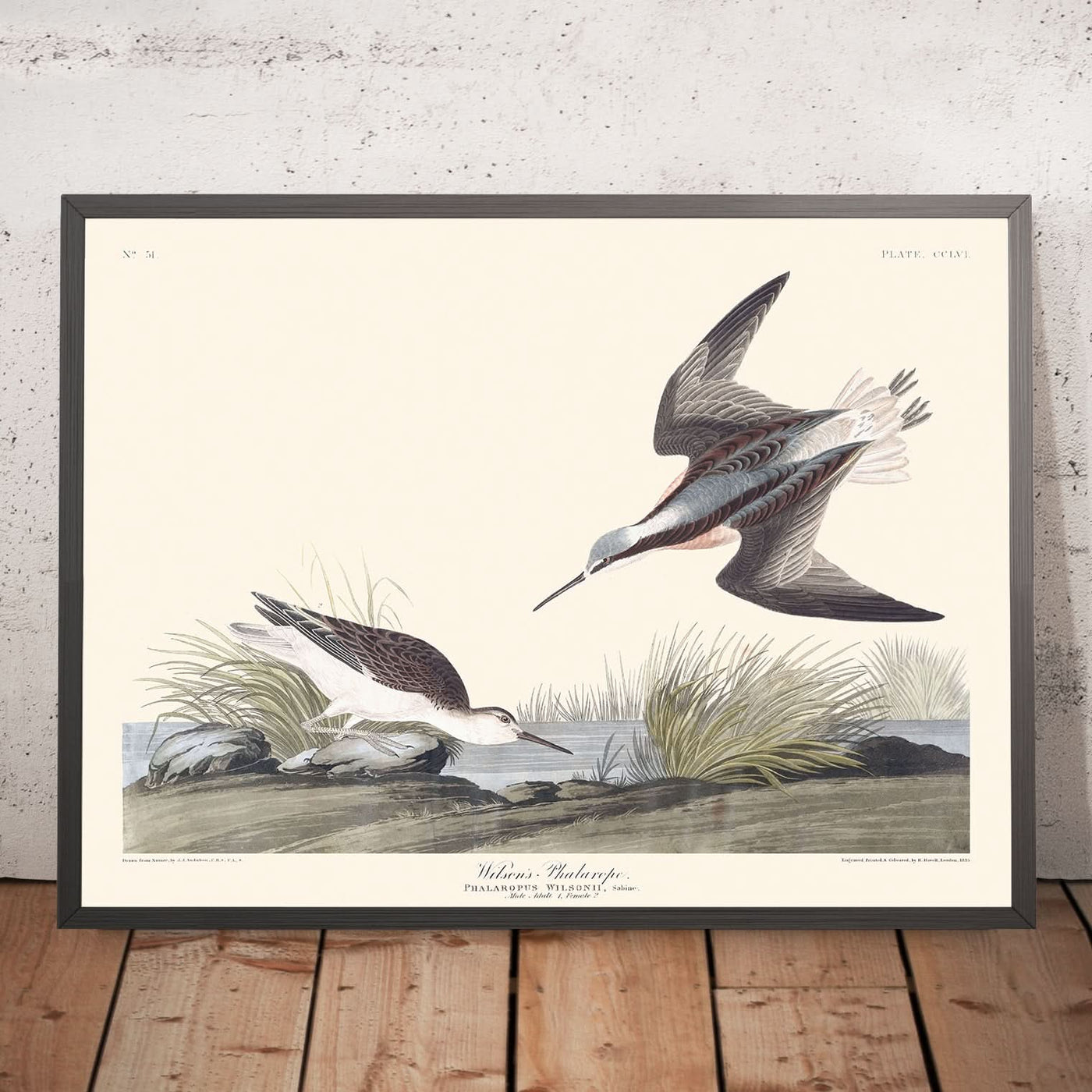 Phalarope de Wilson par John James Audubon, 1827