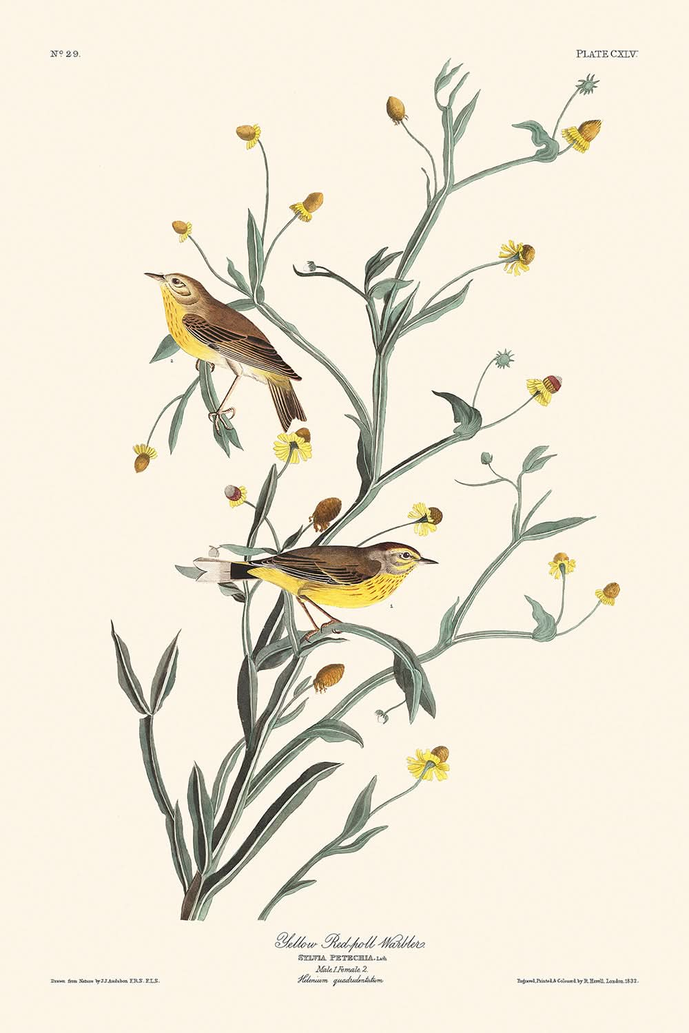 Gelber Rotkehl-Waldsänger von John James Audubon, 1827