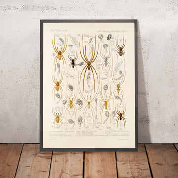 A framed image of 