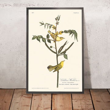 Il Warbler dei bambini di John James Audubon, 1827 