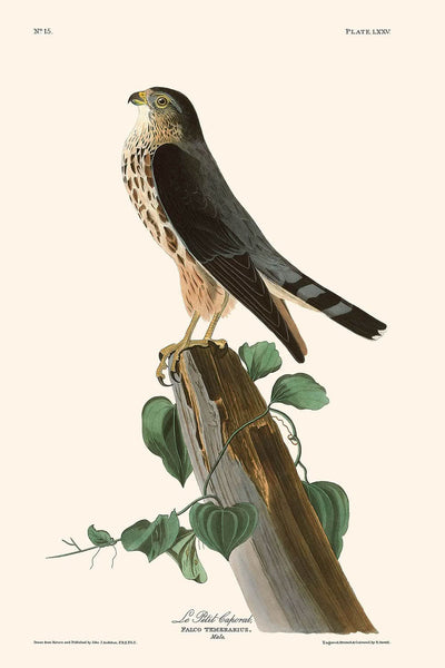 Le Petit Caporal von John James Audubon, 1827