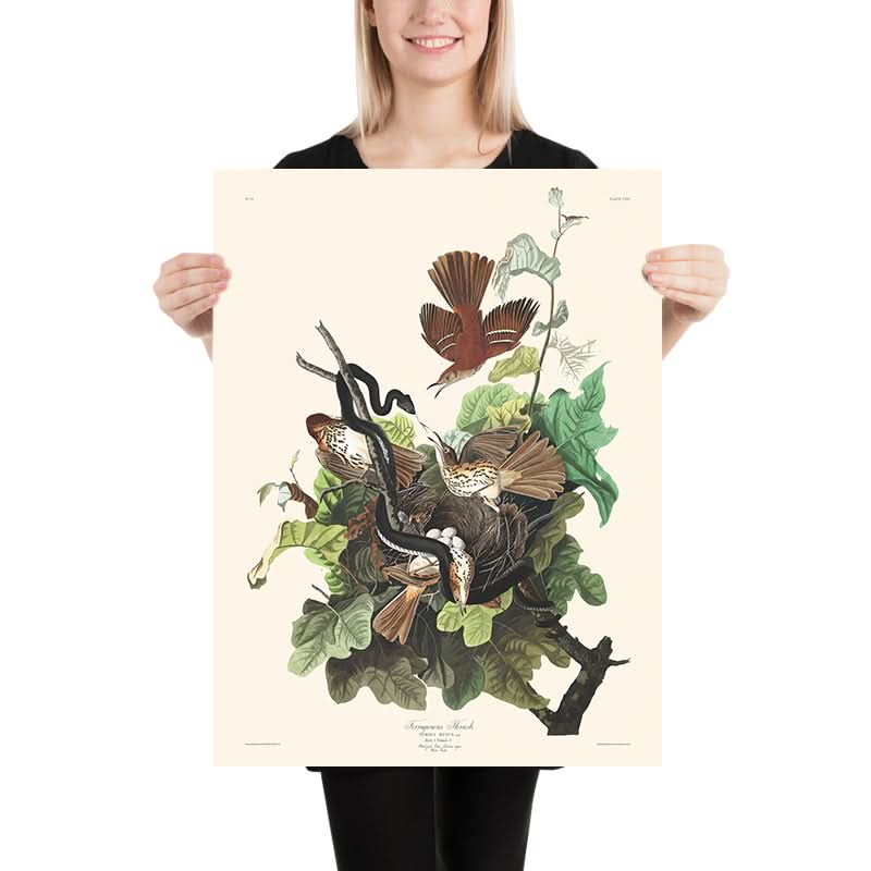 Tordo ferruginoso di John James Audubon, 1827 