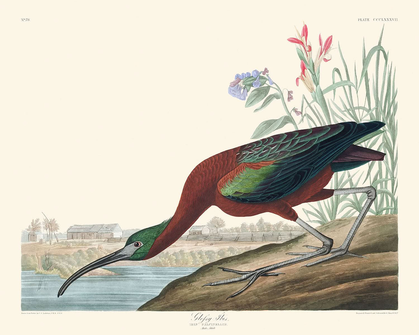 Glattkopf-Ibis von John James Audubon, 1827