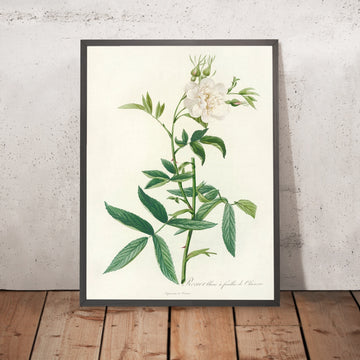 A framed image of White Rose (Rosa Alba Cimbaefolia) by Pierre Joseph Redouté, 1817