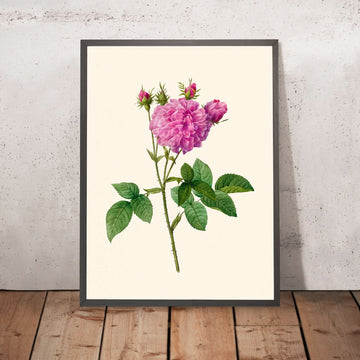 Agathe Rose de Pierre-Joseph Redouté, 1817