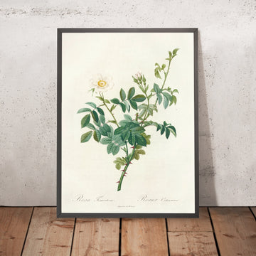 A framed image of Downy Rose (Rosa tomentosa) by Pierre Joseph Redouté, 1817