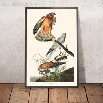 Falco di palude di John James Audubon, 1827 