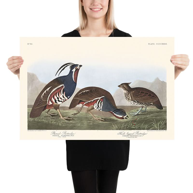 Fagiano piumato e Fagiano dalle gambe spesse di John James Audubon, 1827 