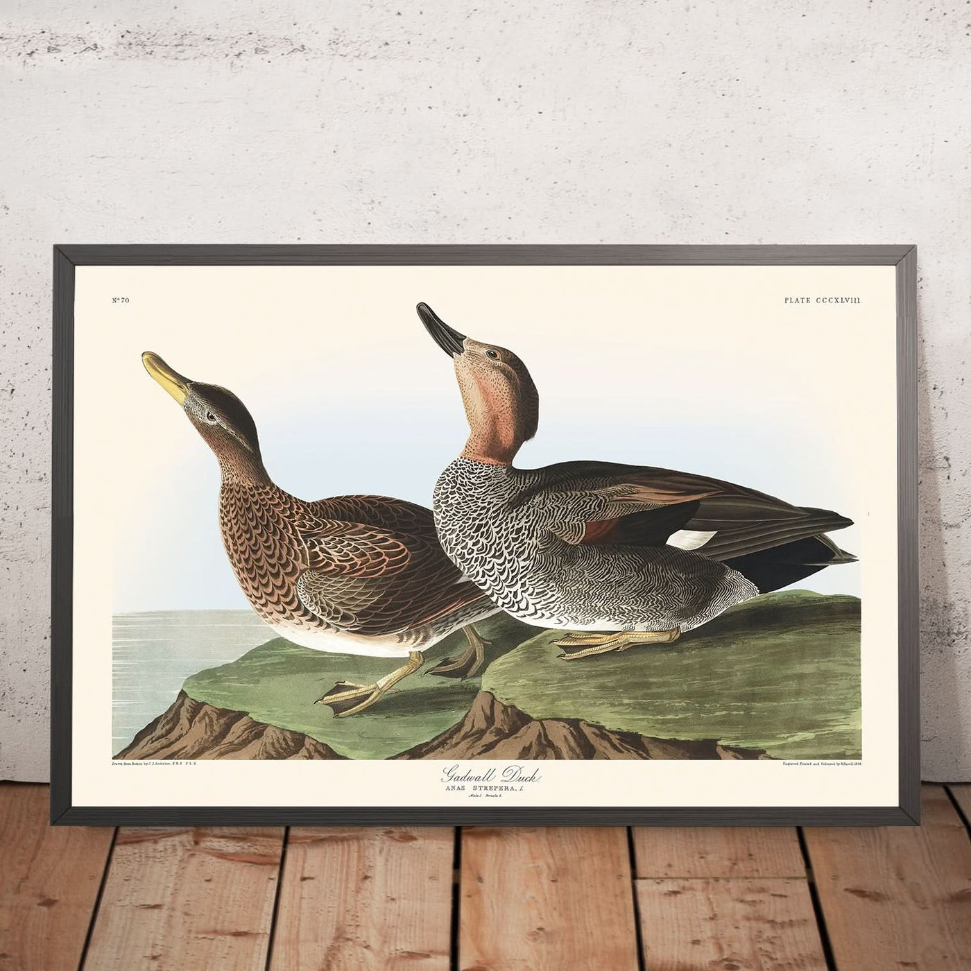 Gadwall-Ente von John James Audubon, 1827 