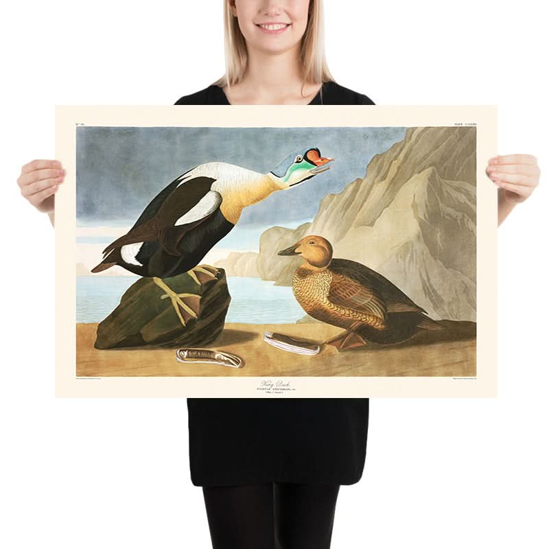 Re Anatra di John James Audubon, 1827 