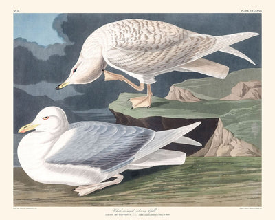 Goéland argenté à ailes blanches par John James Audubon, 1827