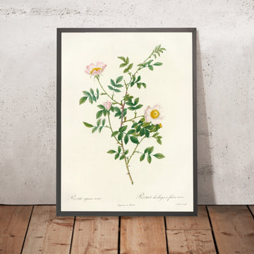 A framed image of Rose (Rosa sepium rosea) by Pierre Joseph Redouté, 1817