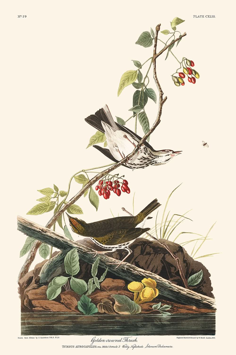 Goldkronendrossel von John James Audubon, 1827