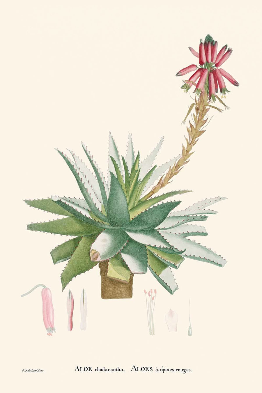 Aloe Glauca Miller di Pierre-Joseph Redouté, 1802 