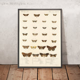 Moths (Lepidoptera: Heterocera, Plate 34) by Frederick DuCane Godman, 1879