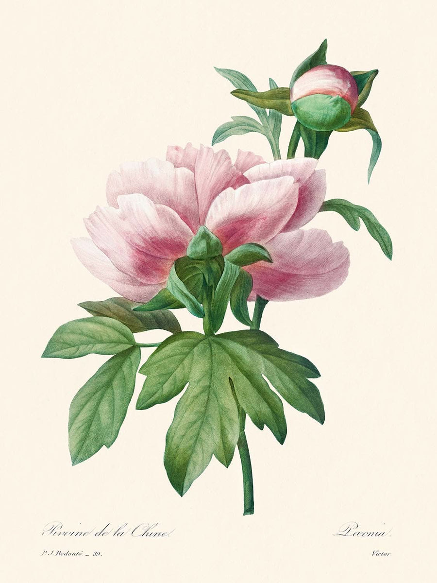 Peonia Rosa di Pierre-Joseph Redouté, 1802 