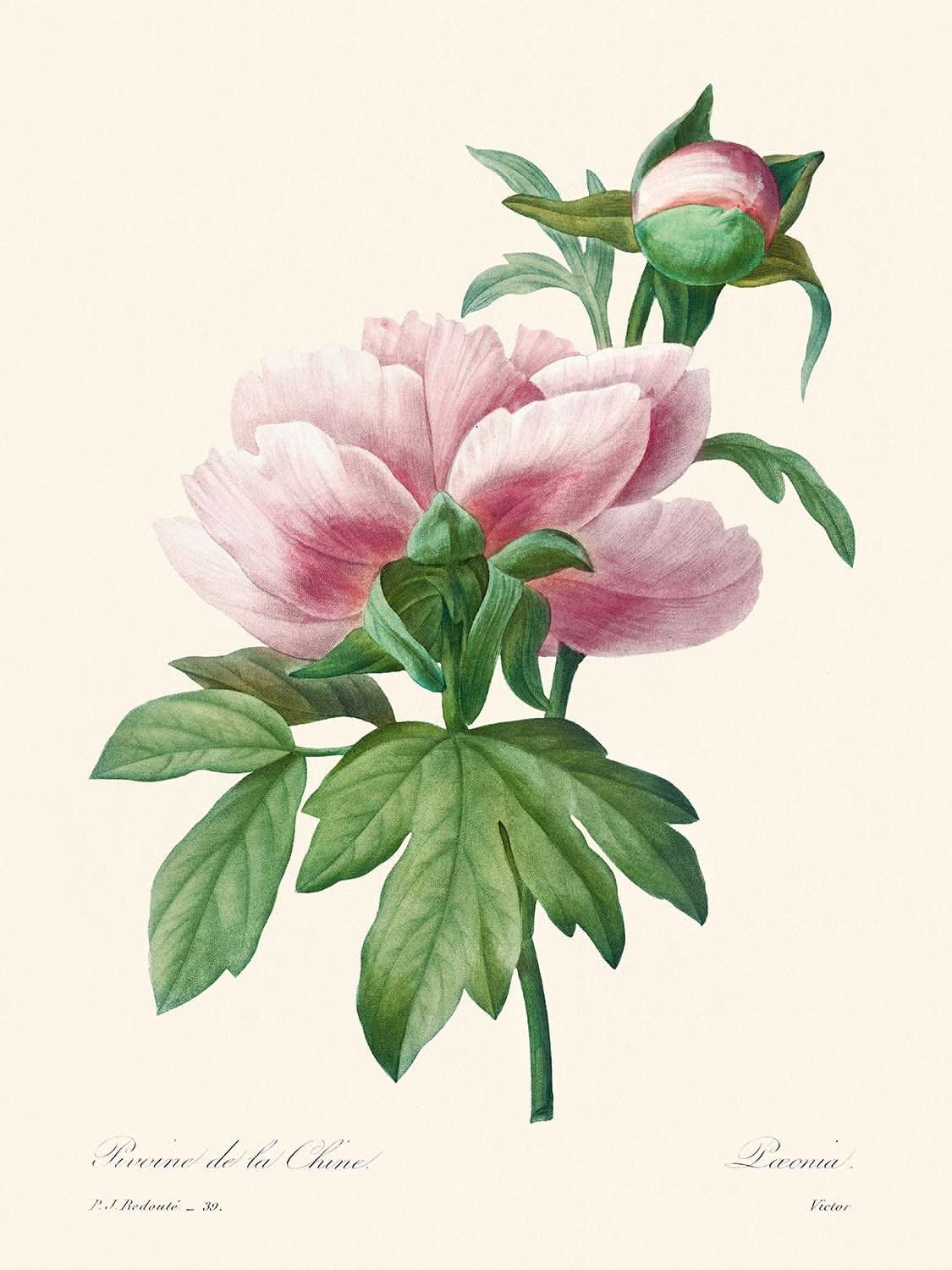 Rosa Pfingstrose von Pierre-Joseph Redouté, 1802