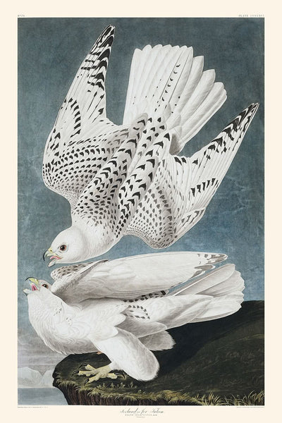 Islande ou Faucon pèlerin de John James Audubon, 1827