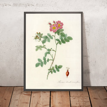 A framed image of Sweet Briar (Rosa rubiginosa triflora) by Pierre Joseph Redouté, 1817