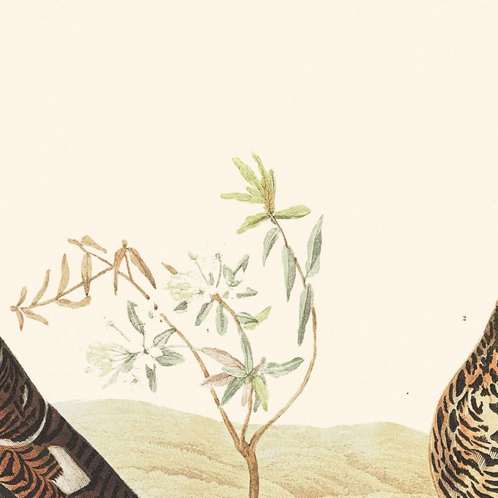 Moorschneehuhn oder Großes Alpenschneehuhn von John James Audubon, 1827