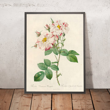 A framed image of Variegated Damask Rose (Rosa damascena variegata) by Pierre Joseph Redouté, 1817