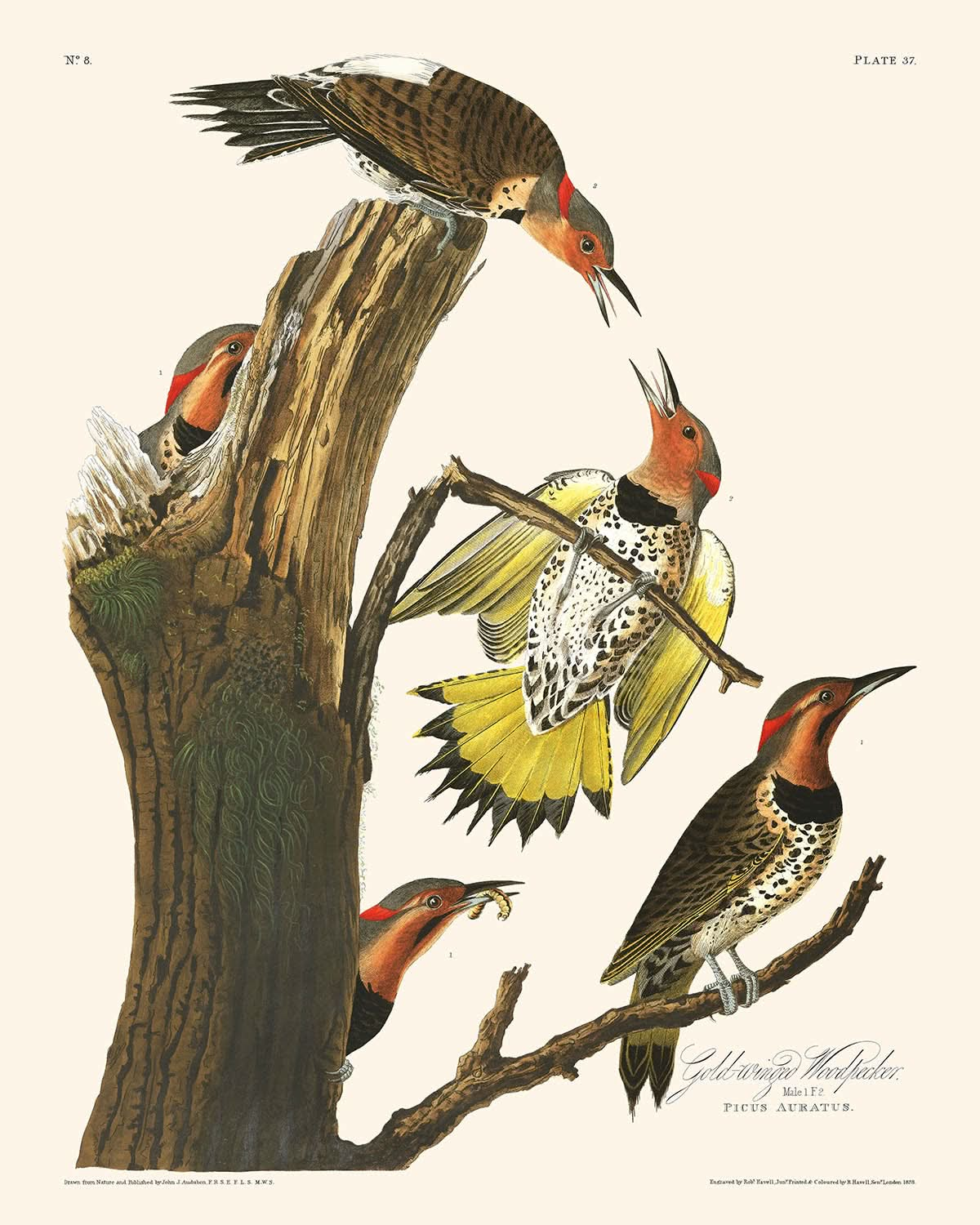 Goldflügelspecht von John James Audubon, 1827