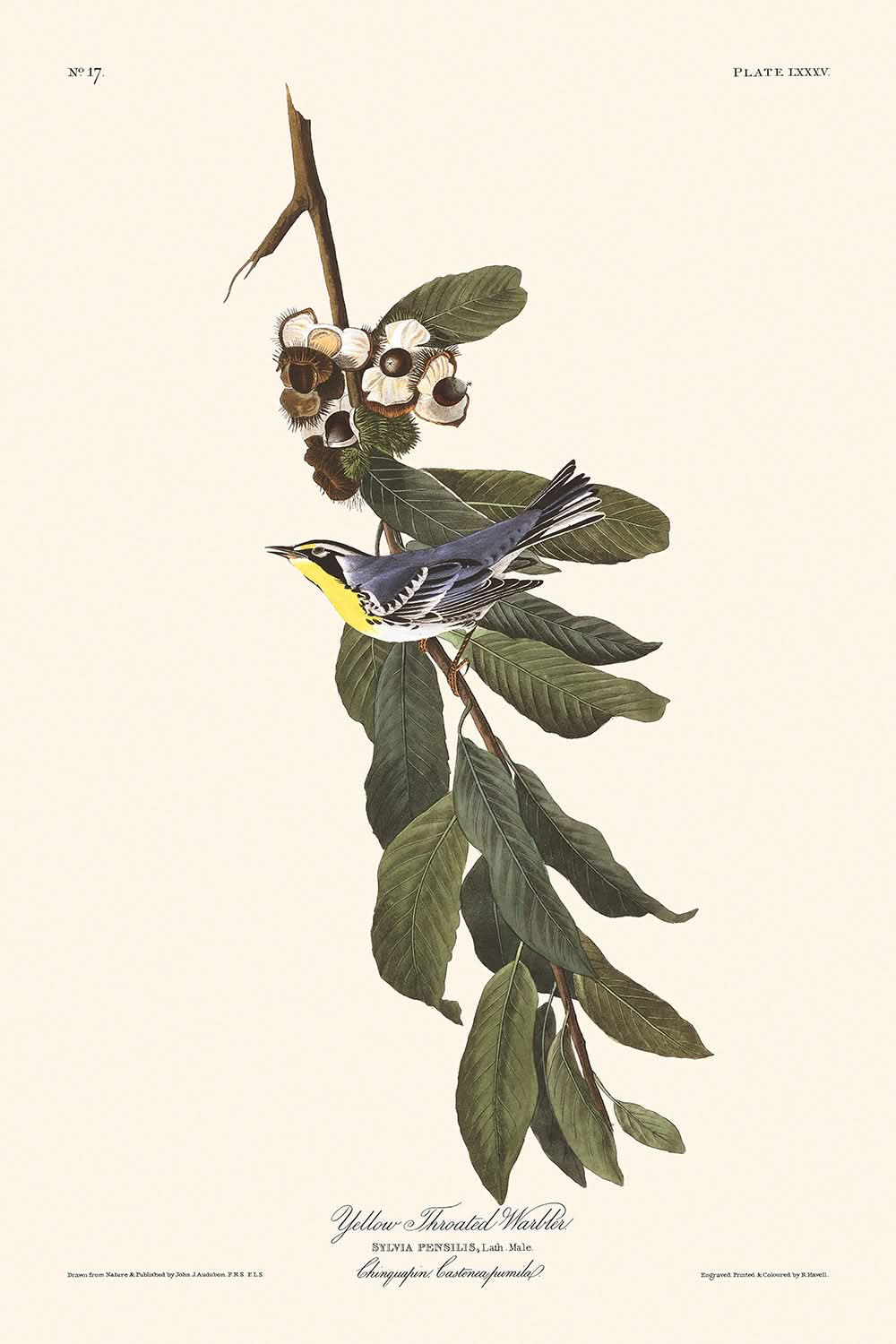 Gelbkehlwaldsänger von John James Audubon, 1827