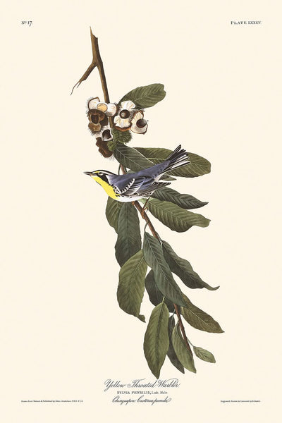 Yellow Throated Warbler by John James Audubon, 1827