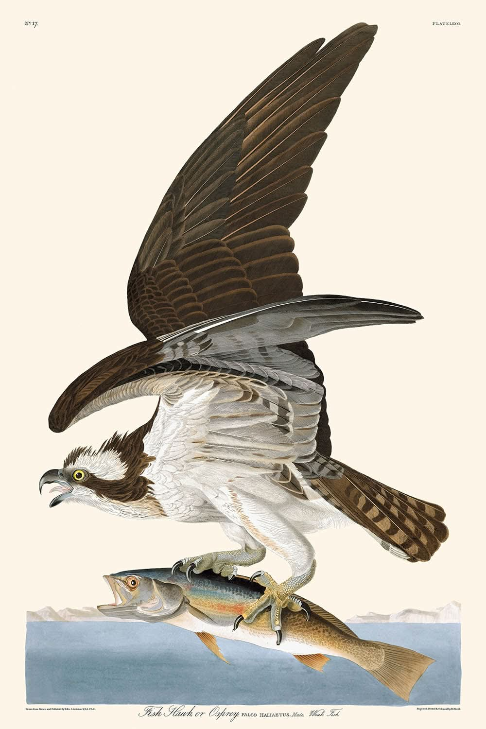 Águila pescadora, o águila pescadora, de John James Audubon, 1827