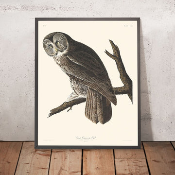 Grande Gufo Cenerino di John James Audubon, 1827 