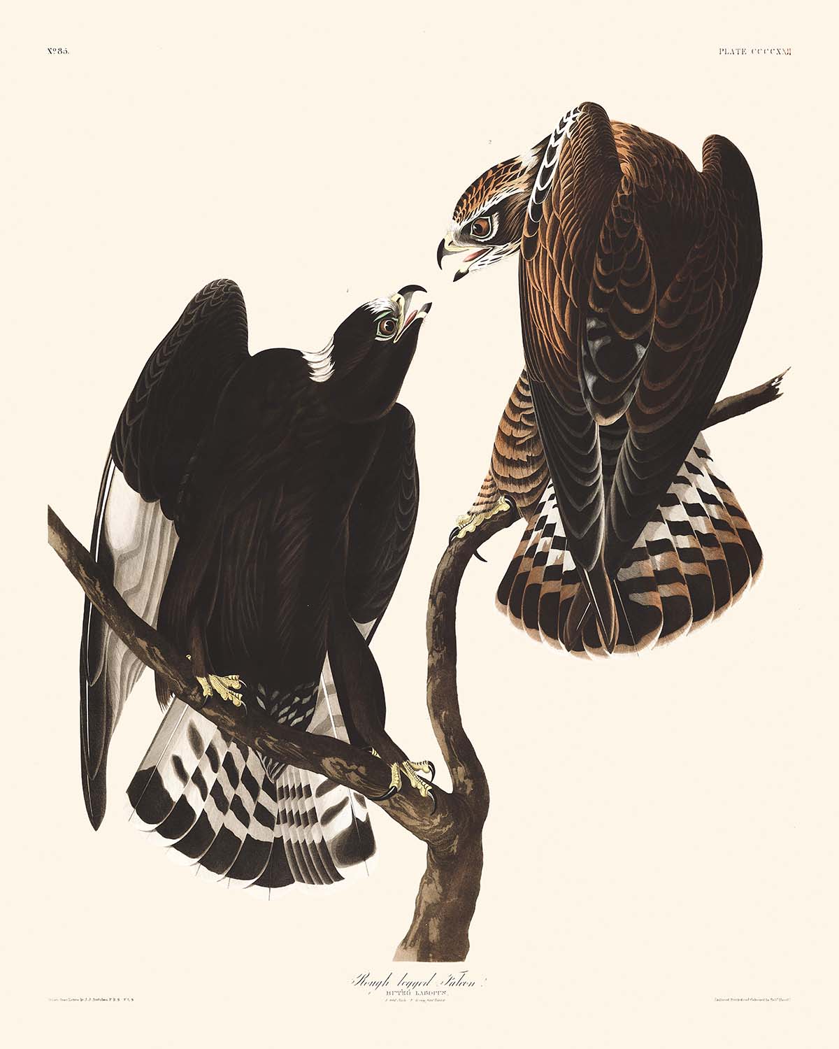 Rough-legged Falcon by John James Audubon, 1827