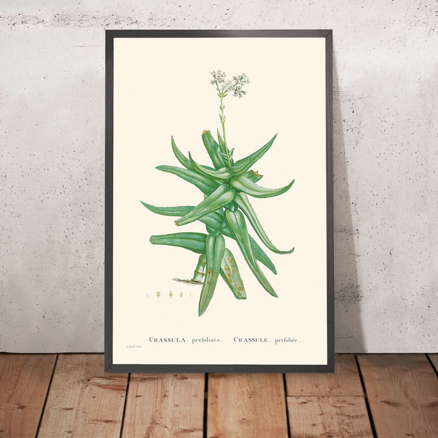 Sickle-Leaf Red Crassula by Pierre-Joseph Redouté, 1802