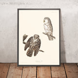 Tengmalm's Owl by John James Audubon, 1827
