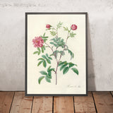 May Rose (Rosa cinnamomea maialis) by Pierre Joseph Redouté, 1817