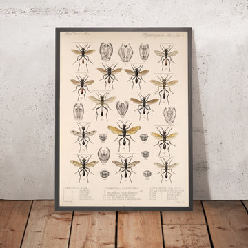 A framed image of 