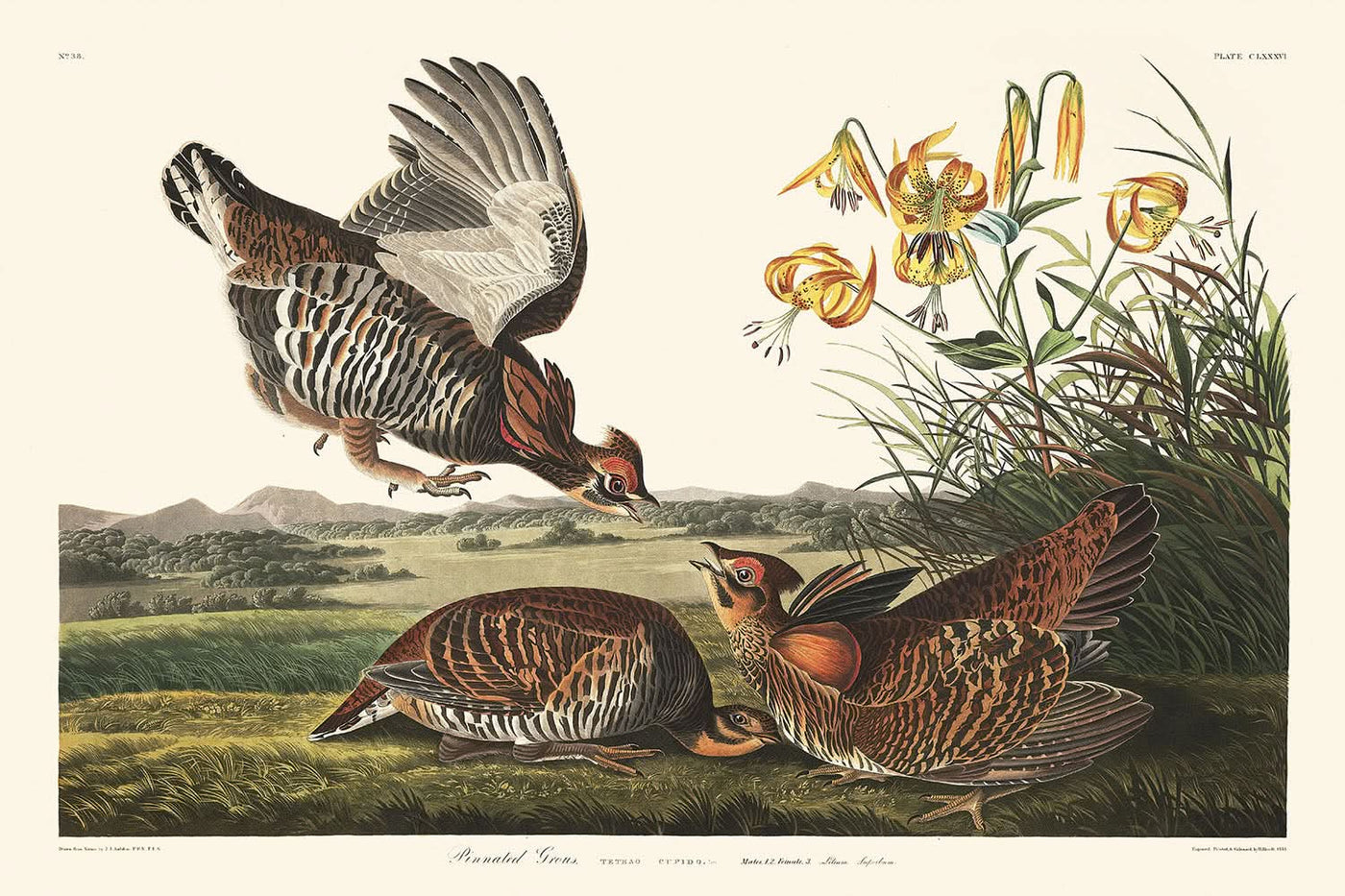 Pinniertes Moorhuhn von John James Audubon, 1827