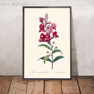 Antérinum de Pierre-Joseph Redouté, 1827