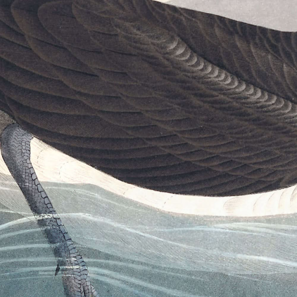 "Petrel oscuro" de John James Audubon, 1827