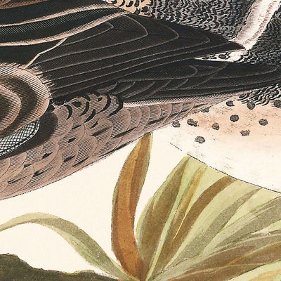 Grüne Krickente von John James Audubon, 1827