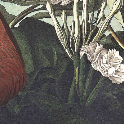 Key-west Taube von John James Audubon, 1827 