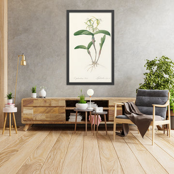 A framed image of Epidendrum ciliare by Pierre Joseph Redouté, 1802