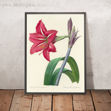 A framed image of Amaryllis bresiliensis (Plate 5) by Pierre Joseph Redouté, 1827
