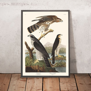 Gheppio e Falco di Stanley di John James Audubon, 1827 